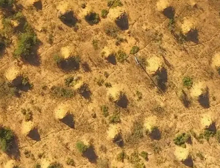 Một đàn mối trong Rừng mưa Amazon tuổi đời gần 4.000 năm tuổi, với có kích thước bằng diện tích Vương quốc Anh. (Nguồn: Boredpanda)