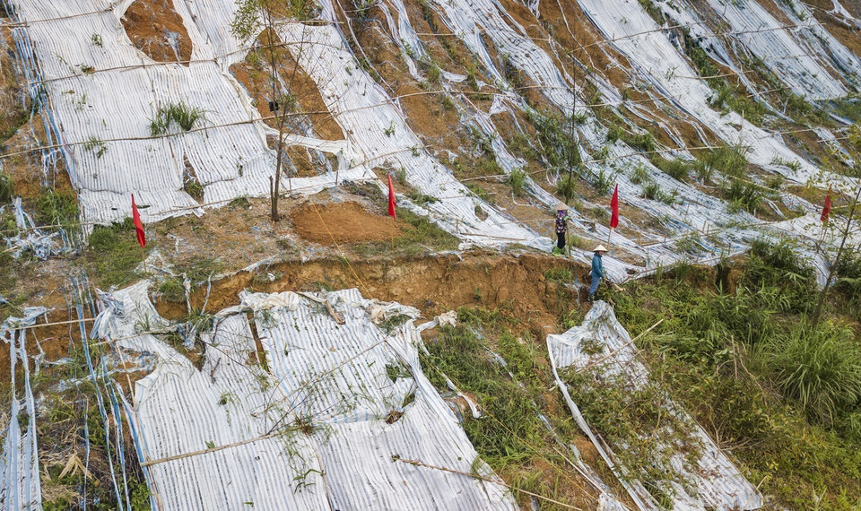 Khu vực đỉnh đồi Lủ Thao có nhiều vết nứt liên tiếp, hình thành các cung trượt chiều dài khoảng 100m, độ sâu khoảng 3m, chiều rộng khoảng 40-60 cm. (Ảnh: Trọng Đạt/TTXVN)