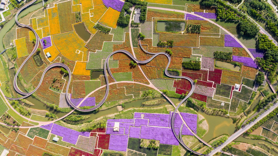 Cánh đồng hoa tại Tú Thiên, tỉnh Giang Tô, Trung Quốc. (Ảnh: THX/TTXVN)