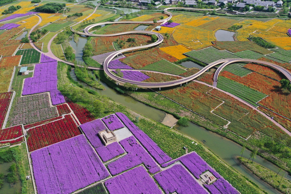 Hoa nở rực rỡ trên cánh đồng tại Tú Thiên, tỉnh Giang Tô, Trung Quốc. (Ảnh: THX/TTXVN)