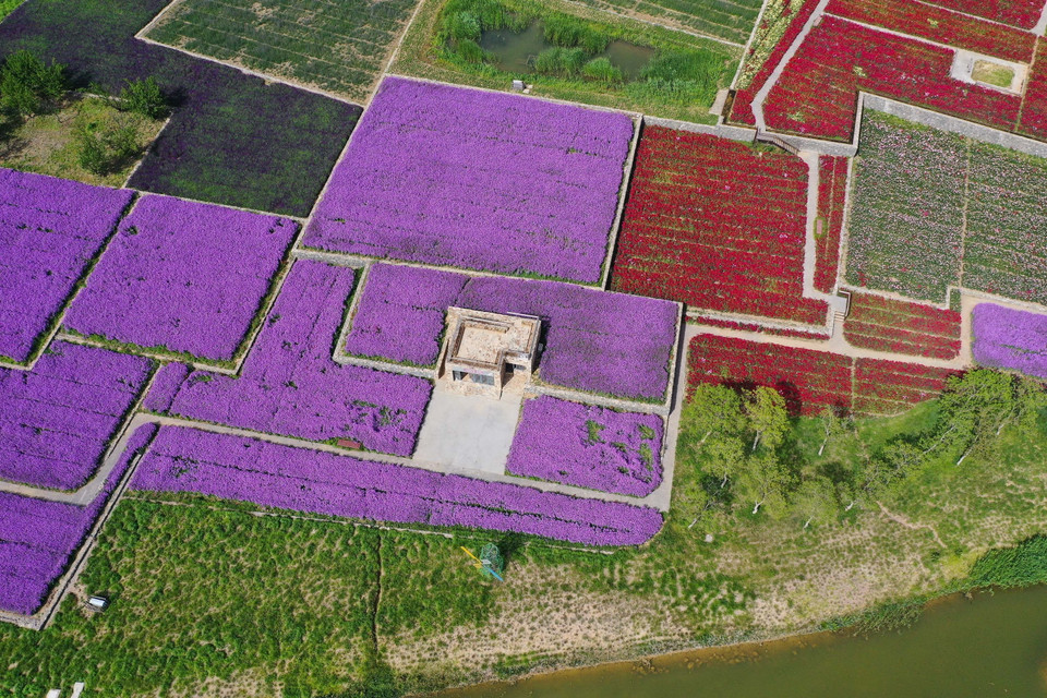 Cánh đồng hoa tại Tú Thiên, tỉnh Giang Tô, Trung Quốc. (Ảnh: THX/TTXVN)