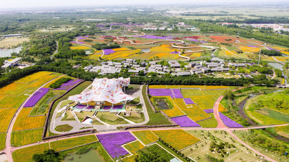 Hoa nở rực rỡ trên cánh đồng tại Tú Thiên, tỉnh Giang Tô, Trung Quốc. (Ảnh: THX/TTXVN)