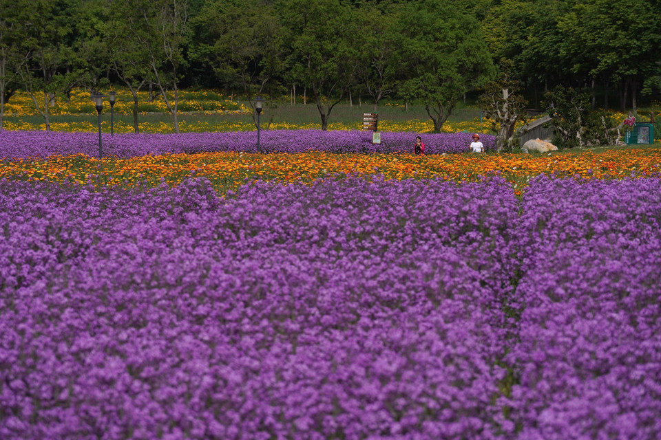 Hoa tím biếc trên cánh đồng tại Tú Thiên, tỉnh Giang Tô, Trung Quốc. (Ảnh: THX/TTXVN)
