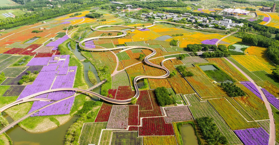 Cánh đồng hoa tại Tú Thiên, tỉnh Giang Tô, Trung Quốc. (Ảnh: THX/TTXVN)