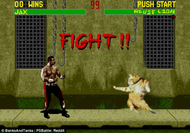 Chú mèo trở thành một võ sỹ. (Nguồn: Reddit)