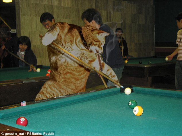 Chú mèo hóa thân thành một tay cơ chuyên nghiệp. (Nguồn: Reddit)