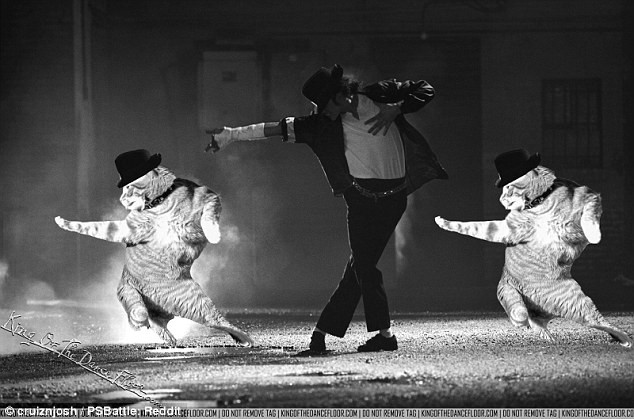 Nhiều chuyên gia Photoshop chuyên nghiệp lẫn không chuyên đã tham gia chỉnh sửa hình ảnh về chú mèo. (Nguồn: Reddit)