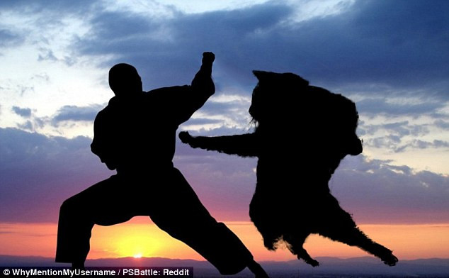 Chú mèo tập luyện để trở thành một võ sỹ thực thụ. (Nguồn: Reddit)