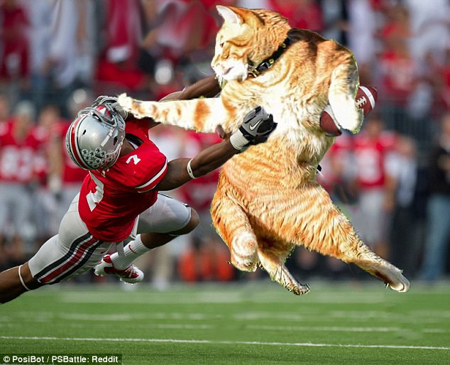 Chú mèo tham gia một trận bóng bầu dục. (Nguồn: Reddit)