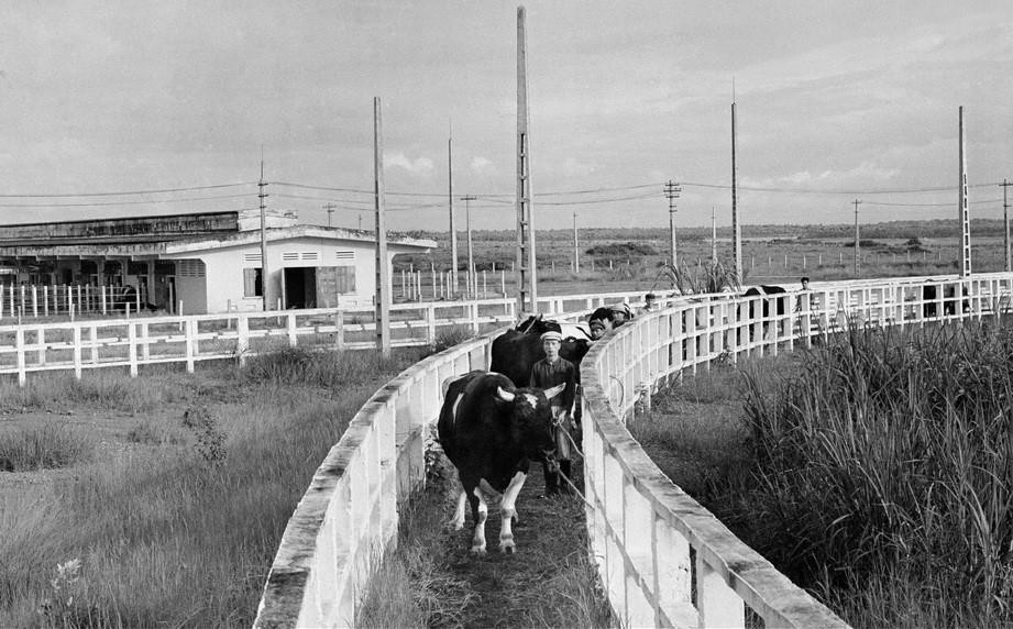 Trại bò giống Ba Vì (Hà Nội)-một trong 5 công trình kinh tế-xã hội hiện đại được Cuba tặng Việt Nam năm 1973, sau chuyến thăm của Lãnh tụ Cuba Fidel Castro. (Ảnh: TTXVN)
