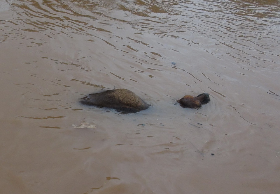 Một con bò bị lũ cuốn trôi giữa dòng sông Son, xã Sơn Trạch, huyện Bố Trạch, tỉnh Quảng Bình (Ảnh chụp lúc 13 giờ ngày 15/10). (Ảnh: Đức Thọ/TTXVN)