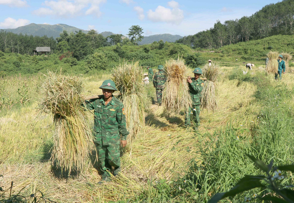 Các cán bộ, chiến sỹ Đồn Biên phòng Mường Pồn (Bộ đội Biên phòng tỉnh Điện Biên) phải dùng “đòn sóc” gánh lúa, di chuyển men theo những bờ ruộng nhỏ. (Ảnh: Xuân Tiến/TTXVN)
