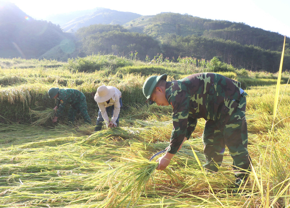 Trên những diện tích ruộng một vụ ở độ cao lớn, cây lúa bị gió thổi đổ, việc gặt lúa càng vất vả hơn giữa nắng gắt. (Ảnh: Xuân Tiến/TTXVN)