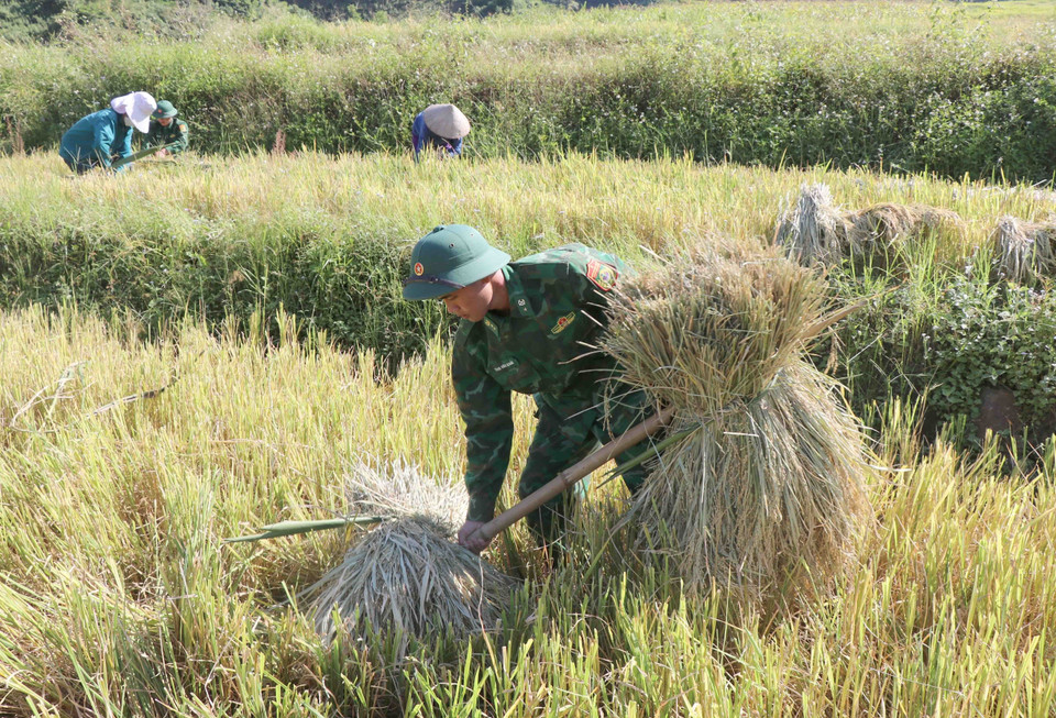 Cán bộ, chiến sỹ biên phòng Đồn Biên phòng Mường Pồn (Bộ đội Biên phòng tỉnh Điện Biên) giúp dân gánh những bó lúa rời khỏi thung lũng. (Ảnh: Xuân Tiến/TTXVN)