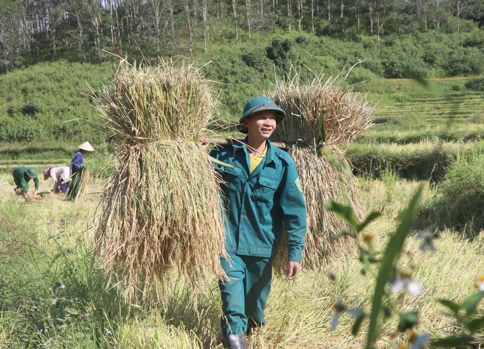 Anh Lò Văn Thời (bản Mường Pồn 2, xã Mường Pồn, huyện Điện Biên, tỉnh Điện Biên) gánh những bó lúa vận chuyển về nơi tập kết. (Ảnh: Xuân Tiến/TTXVN)