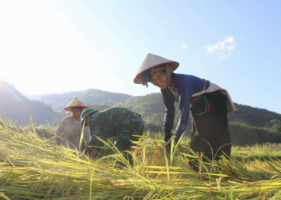 Niềm vui được mùa của người phụ nữ Thái bản Mường Pồn 2 (xã Mường Pồn, huyện Điện Biên, tỉnh Điện Biên). (Ảnh: Xuân Tiến/TTXVN)