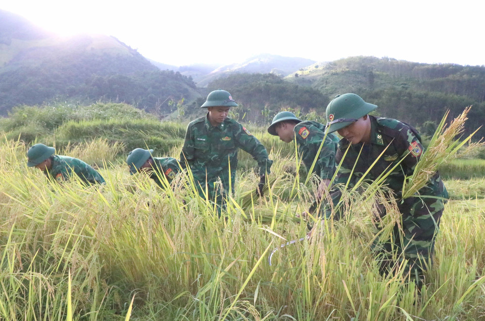 Cán bộ, chiến sỹ biên phòng Đồn Biên phòng Mường Pồn tham gia gặt 2ha lúa một vụ giúp gia đình anh Lò Văn Thời (bản Mường Pồn 2, xã Mường Pồn, huyện Điện Biên, tỉnh Điện Biên). (Ảnh: Xuân Tiến/TTXVN)