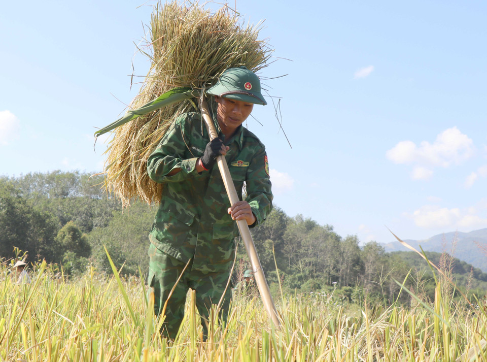 Việc gặt, gom lúa, gánh lúa từ ruộng ra bãi tập kết phải dùng sức người và di chuyển hàng trăm mét. (Ảnh: Xuân Tiến/TTXVN)