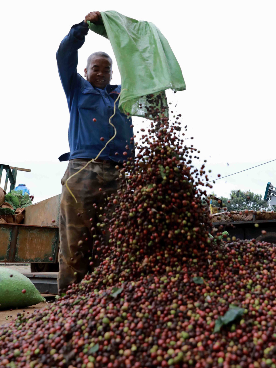 Nông dân Kon Tum thu hái càphê phục vụ chế biến xuất khẩu. 