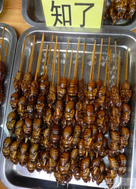 Những con bọ cánh cứng khoe bụng béo ngậy. (Nguồn: shanghaiist.com)