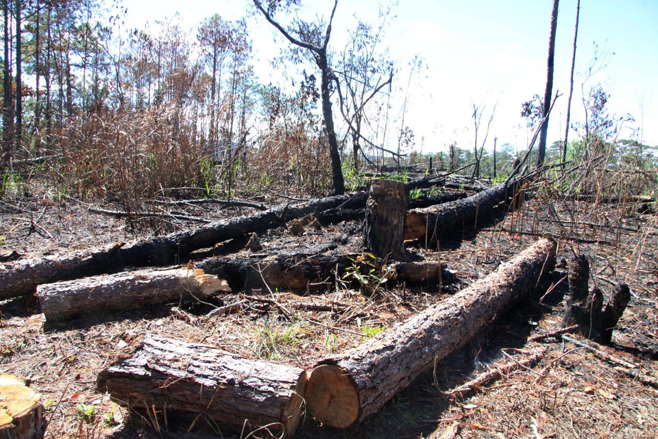 Hơn 1ha cây thông bị triệt hạ, mỗi cây có đường kính từ 20-40 cm, cá biệt có cây 60cm. (Ảnh: Đặng Tuấn/TTXVN)