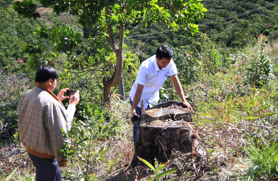 Những gốc cây thông ba lá có đường kính lên đến 60cm bị triệt hạ, đốt cháy.(Ảnh: Đặng Tuấn/TTXVN)