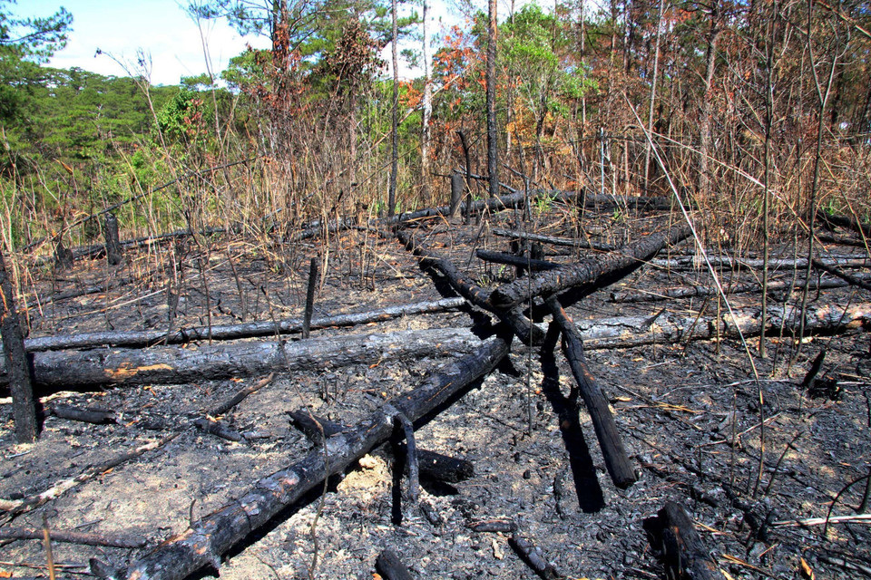 Khu vực rừng thông ba lá bị triệt hạ, đốt cháy. (Ảnh: Đặng Tuấn/TTXVN)