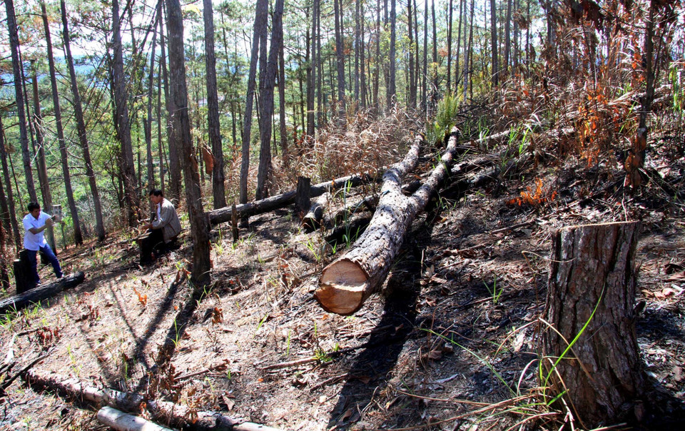 Khu vực rừng bị triệt phá. (Ảnh: Đặng Tuấn/TTXVN)
