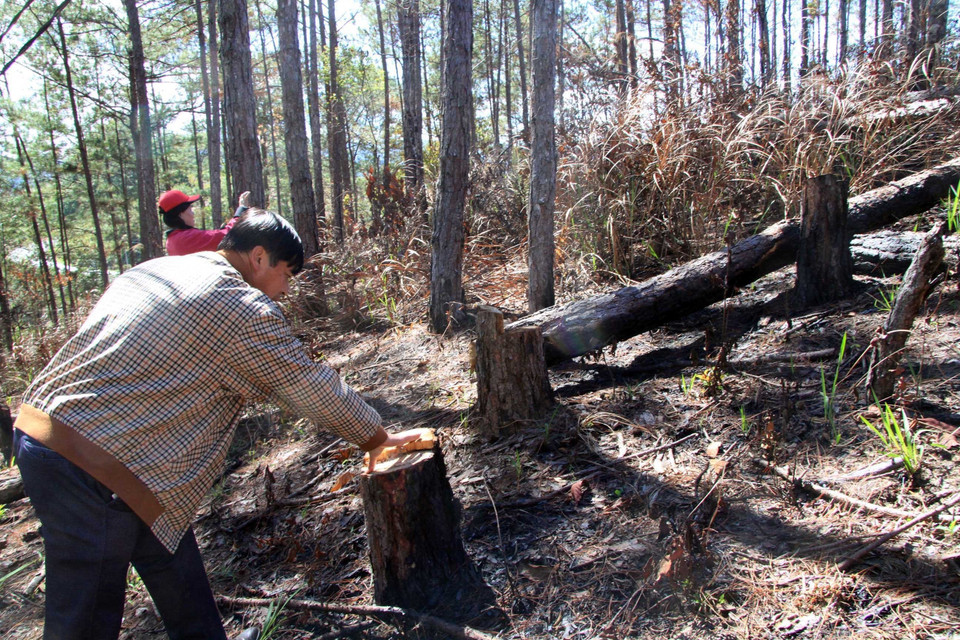 Hàng trăm gốc cây thông bị đốt cháy, nằm la liệt. (Ảnh: Đặng Tuấn/TTXVN)