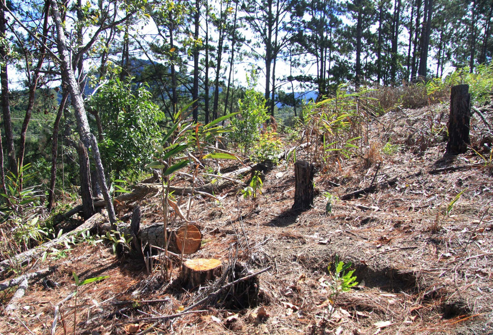 Cây thông ba lá bị đốn hạ nằm ngổn ngang. (Ảnh: Đặng Tuấn/TTXVN)