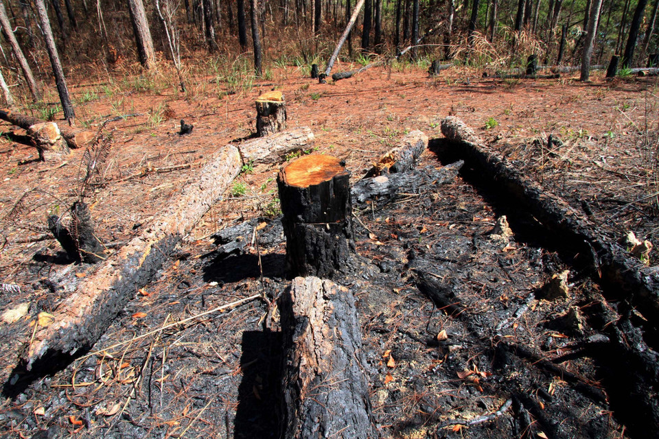Hơn 1ha cây thông bị triệt hạ, mỗi cây có đường kính từ 20-40 cm, cá biệt có cây 60cm. (Ảnh: Đặng Tuấn/TTXVN)