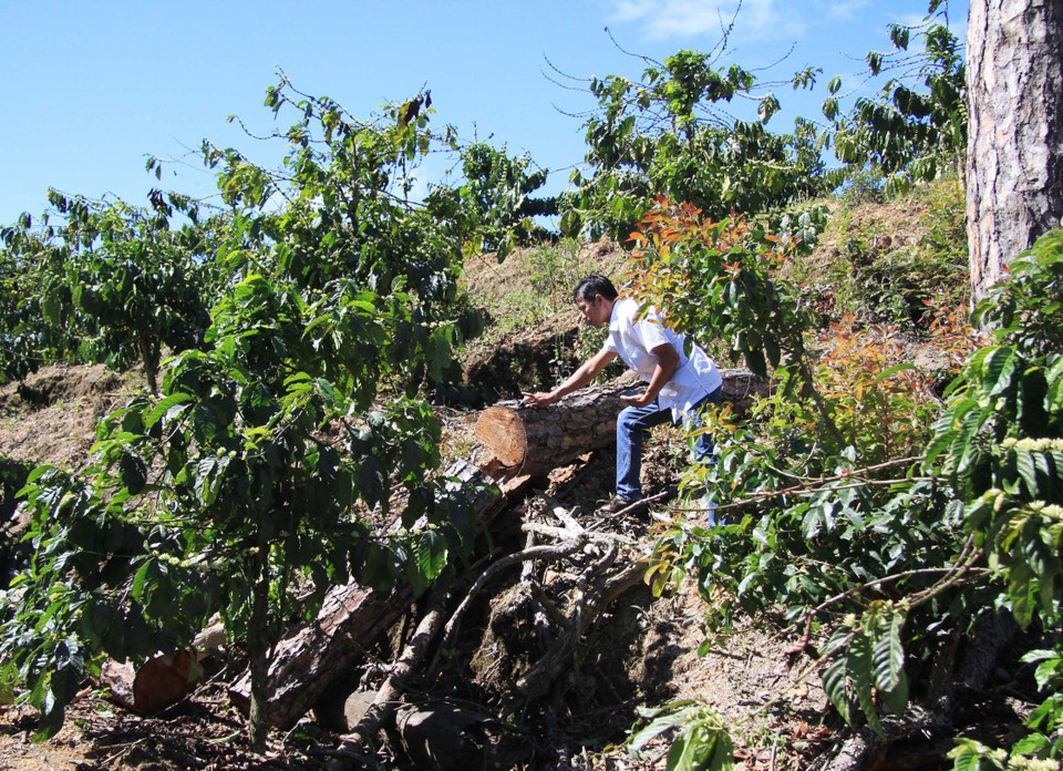 Hàng trăm cây thông ba lá thuộc rừng phòng hộ nằm trên địa bàn xã Phi Liêng, huyện Đam Rông đã bị triệt hạ, đốt cháy. (Ảnh: Đặng Tuấn/TTXVN) 