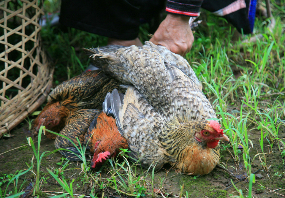 Lễ vật chuẩn bị cho nghi thức gọi hồn thì không thể thiếu vật hiến sinh là những con gà, để thể hiện sự trân trọng, biết ơn của các thế hệ con cháu đối với các bậc tiền nhân, tiên tổ. (Ảnh: TTXVN phát)