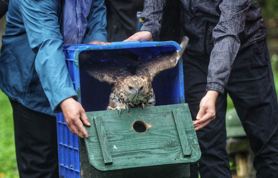 Một cá thể diều hâu núi được tái thả về rừng. (Ảnh: Thành Đạt/TTXVN)