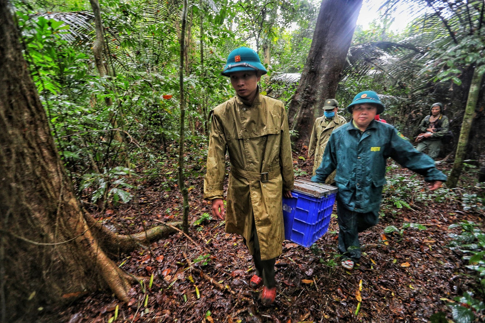 Lực lượng Kiểm lâm của Vườn quốc gia Cúc Phương và đại diện Trung tâm Cứu hộ động vật hoang dã Hà Nội vận chuyển các cá thể động vật hoang dã đến khu vực thả về rừng tự nhiên. (Ảnh: Thành Đạt/TTXVN)