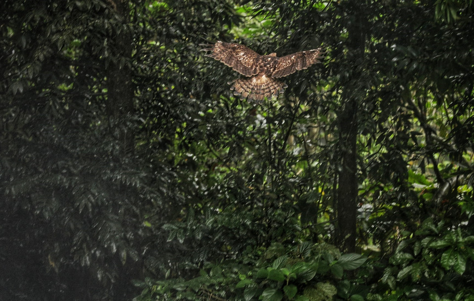 Một cá thể diều hâu núi được tái thả, giang cánh bay về rừng.(Ảnh: Thành Đạt/TTXVN)