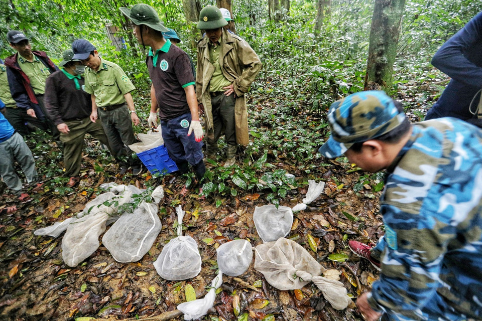  Những cá thể rắn hổ mang chúa, rắn hổ mang Trung Quốc được tái thả về rừng. Đây là loài rắn độc nên các chuyên gia của Trung tâm Cứu hộ động vật hoang dã Hà Nội trực tiếp thực hiện. (Ảnh: Thành Đạt/TTXVN)