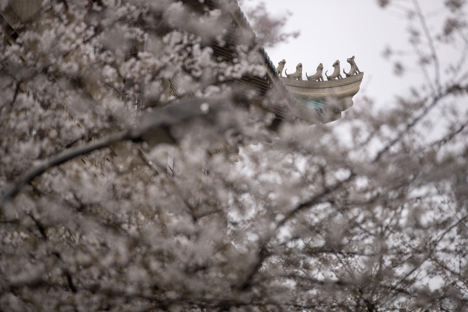 Hoa anh đào nở rộ tại Vũ Hán, tỉnh Hồ Bắc, Trung Quốc, ngày 14/3/2020. (Ảnh: THX/TTXVN)