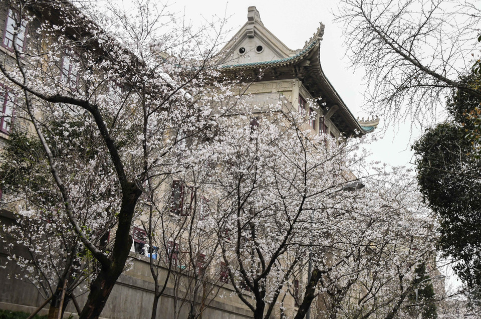 Những địa điểm ngắm hoa anh đào đẹp nhất là công viên Đông Hồ hay trường Đại học Vũ Hán... (Ảnh: THX/TTXVN)