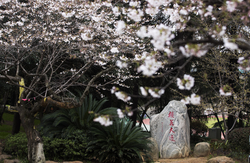  Hoa anh đào nở rộ tại khuôn viên trường Đại học Vũ Hán, tỉnh Hồ Bắc, Trung Quốc, ngày 16/3/2020. (Ảnh: THX/TTXVN)