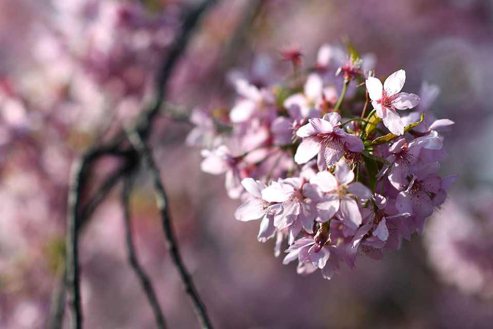 Hoa anh đào nở rộ tại Vũ Hán, tỉnh Hồ Bắc, Trung Quốc, ngày 14/3/2020. (Ảnh: THX/TTXVN)
