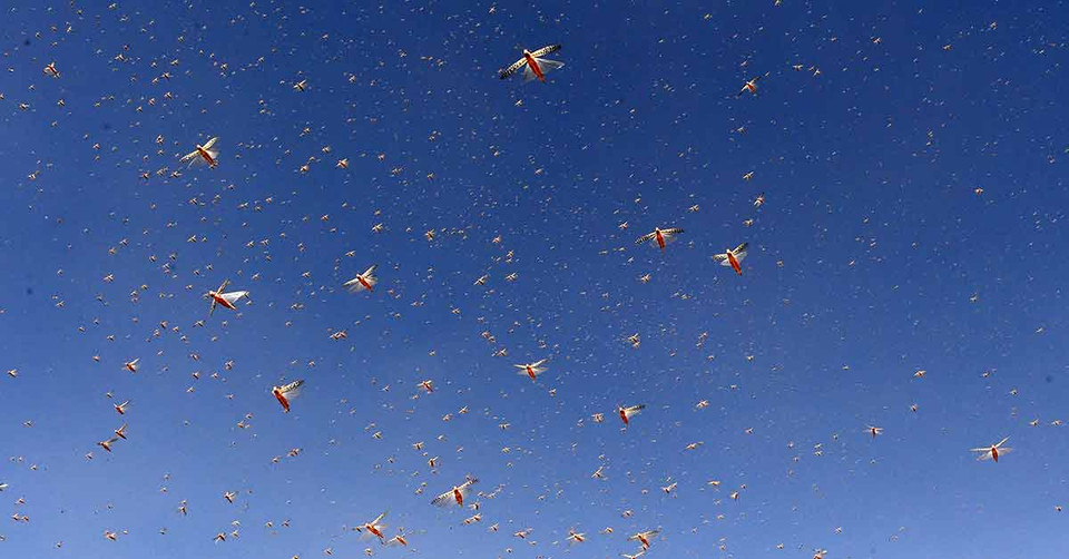 Một đàn châu chấu bay trên khu dân cư ở phía Tây Nam thành phố Quetta, Pakistan ngày 12/6. (Nguồn: AFP)