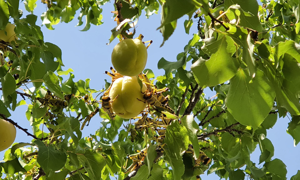 Châu chấu đậu trên một cây ăn quả ở vùng ngoại ô của Quetta, thủ phủ của tỉnh Balochistan, Pakistan. (Nguồn: EPA)