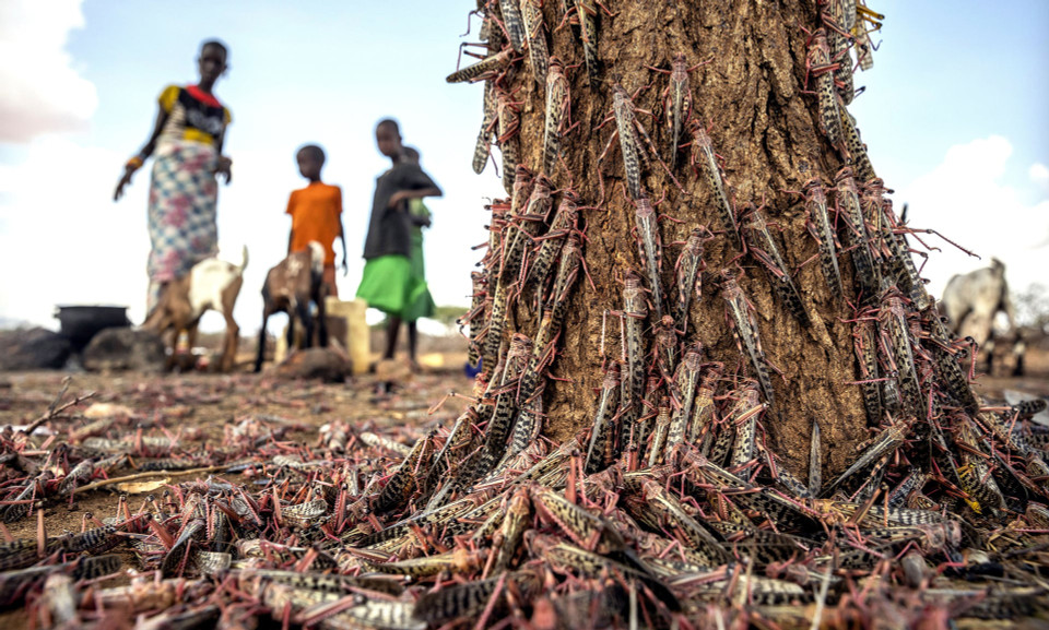 Châu chấu sa mạc tại Kenya. (Nguồn: FAO/AP)