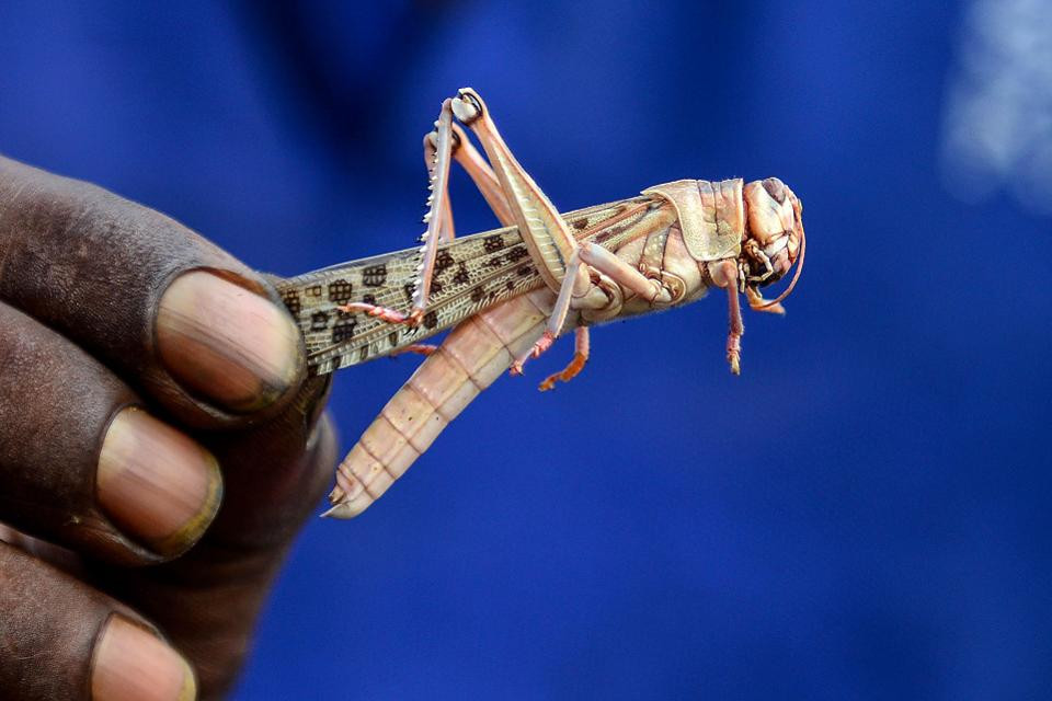 Một người nông dân cầm một cái xác châu chấu trong cánh đồng của mình tai ngôi làng Badra Sonauti, thuộc Allhabad, Ấn Độ ngày 10/6. (Nguồn: AFP/Getty Images)