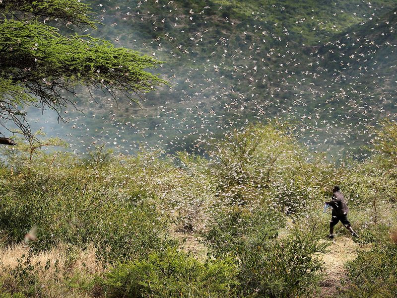 Một đàn châu chấu sa mạc. (Nguồn: AP)