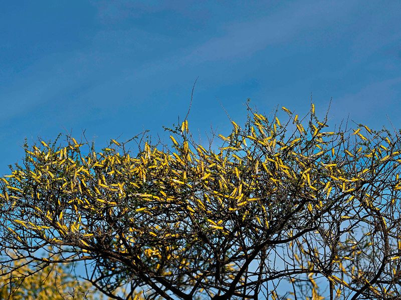 Một đàn châu chấu đặc biệt lớn tại Kenya, kích thước đo được là 60x40km. (Nguồn: AFP)