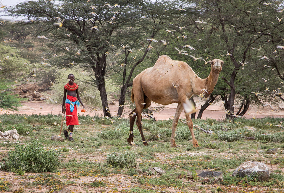 Đại dịch châu chấu đã đe dọa tới an ninh lương thực tại những nước nghèo. (Nguồn: AP)