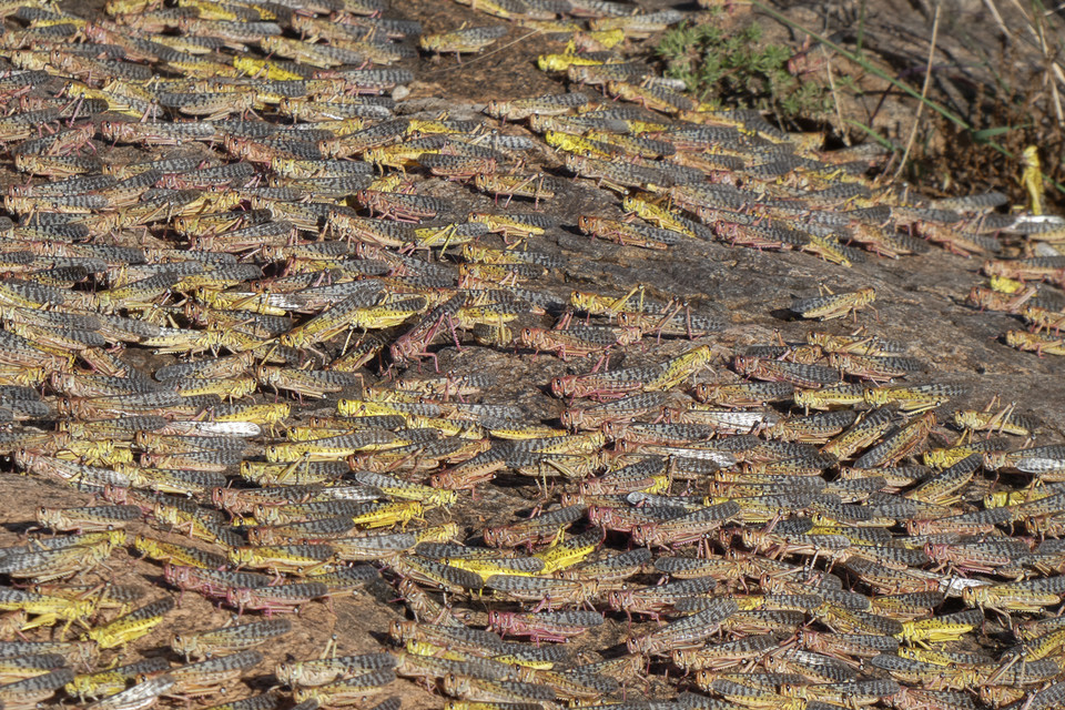 Những đàn châu chấu lớn đã tấn công Kenya sau khi tàn phá 70.000ha đất tại Somalia. (Nguồn: EPA)
