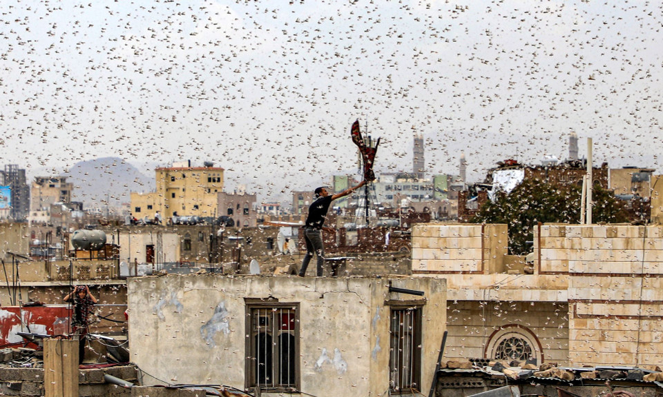 Một đàn châu chấu tấn công Sanaa, Yemen vào năm 2019. (Nguồn: AFP/Getty Images)